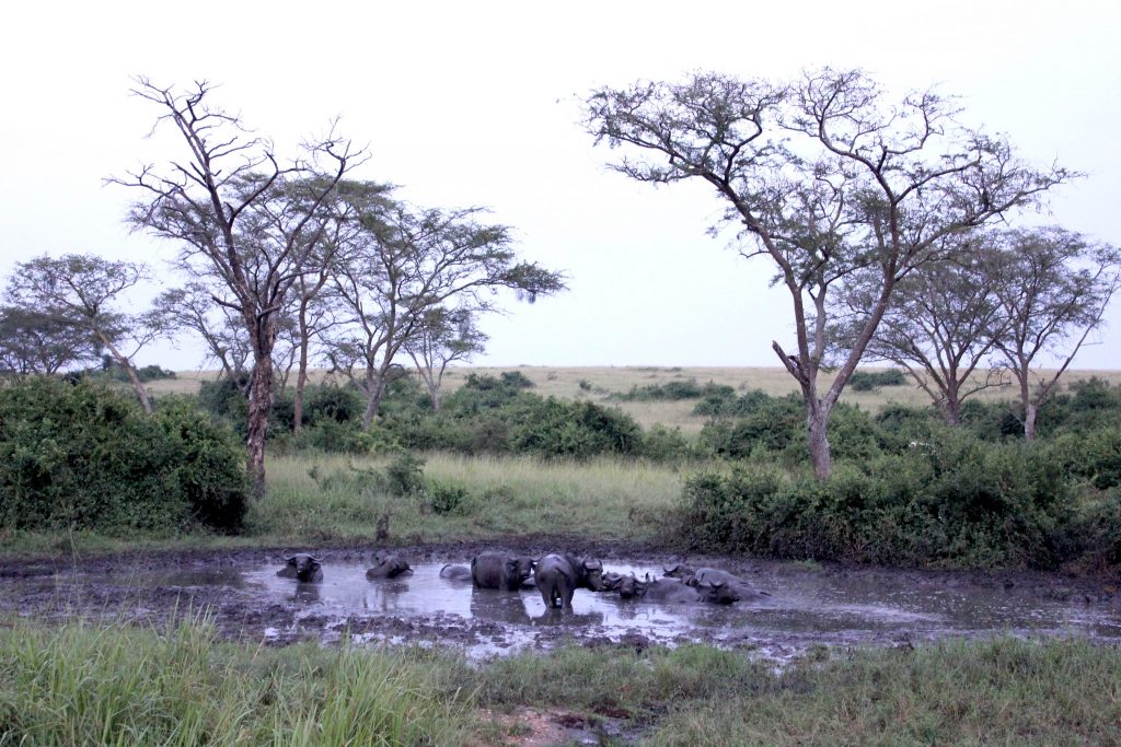 buffels nemen een modderbad